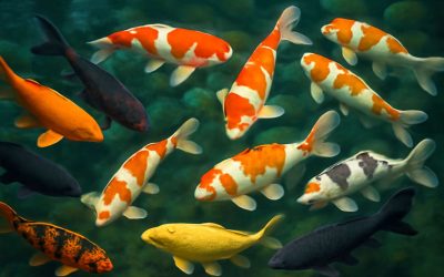 A Stunning Guide to Koi Fish Colors and Their Unique Significance