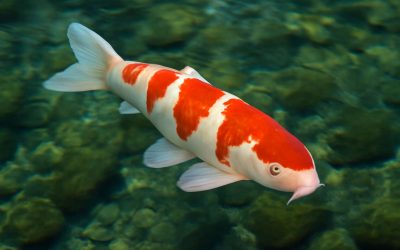 Vibrant Beauty of Koi Fish Kohaku: A Guide to This Stunning Japanes Fish Pattern