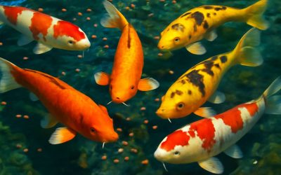 Essential Tips for Choosing the Perfect Koi Fish Food to Keep Your Pond Vibrant