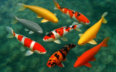 Koi Fish Price List: Your Complete Guide to Affordable and Rare Koi Varieties