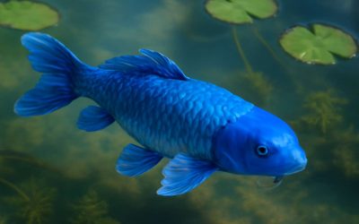 Vibrant Beauty: The Allure of Koi Fish Blue in Aquatic Serenity
