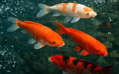 The Essential Guide to Using Salt for Koi Pond Health and Maintenance