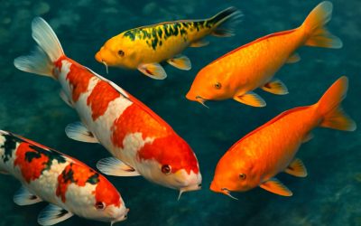 Stunning Koi Fish Pictures That Capture the Beauty and Serenity of These Vibrant Creatures