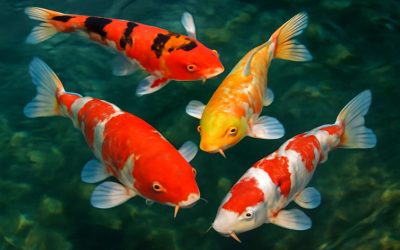 Common Signs and Solutions for Koi Fish Health Problems to Keep Your Pond Vibrant