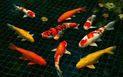 Effective Tips for Choosing the Right Koi Pond Netting to Protect Your Fish
