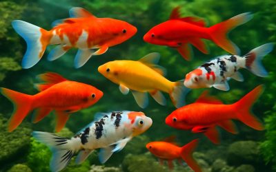 Koi Fish Goldfish: A Guide to Understanding These Beautiful Aquatic Creatures