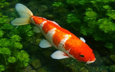 Top Causes and Solutions for Common Koi Health Problems to Keep Your Fish Thriving