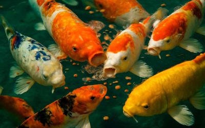 Discover the Best Food of Koi Fish for Vibrant Colors and Healthy Growth