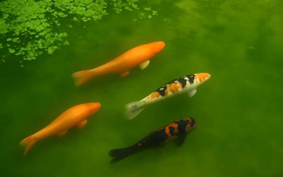 Why Your Koi Pond Is Green and How to Bring Vibrancy Back to Your Koi Pond Is Green