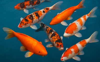 Stunning Koi Fish Pics That Showcase the Beauty and Serenity of These Elegant Fish