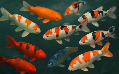 Discover the Stunning World of Koi Fish Types: A Guide to the Most Beautiful Koi Fish Types