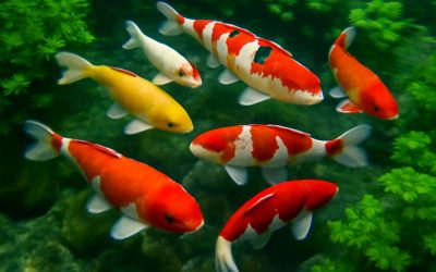 Beautiful Koi Fish in Pond: A Serene Garden Oasis with Colorful Grace