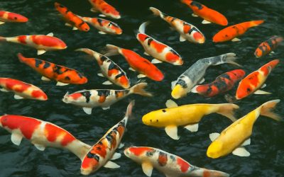 Discover the Stunning Beauty and Diversity of the Different Types of Koi Fish You Need to Know