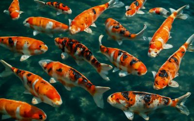 Beautiful Koi Fish for Sale in Durban: Your Gateway to Stunning Aquarium Displays