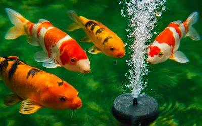Transform Your Koi Pond with the Best Koi Pond Air Stones for Stunning Aeration and Clarity