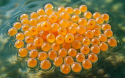 Unlocking the Secrets of Koi Fish Eggs: Tips for Collecting and Growing Healthy Koi Fish Eggs