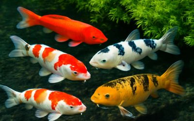 Mastering Koi Health and Disease: Essential Tips for a Vibrant, Healthy Pond Scene