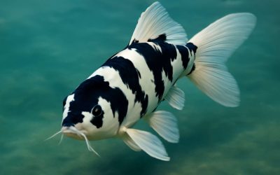 Stunning Koi Fish Black and White: A Beautiful Tale of Elegance and Serenity