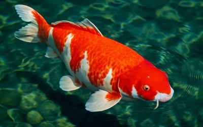 Boost Your Koi Fish Health: Top Tips for a Vibrant, Disease-Free Aquarium