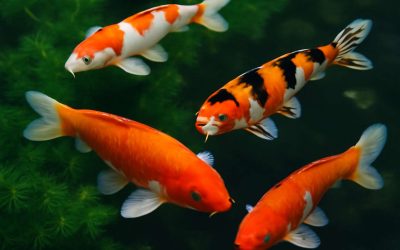 Discover Stunning Koi Fish Images That Bring Serenity and Vibrance to Your Space