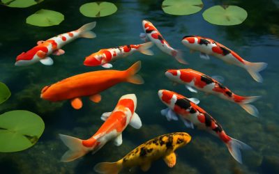 Discover the Beauty and Meaning of Koi Fish Japanese: A Guide to These Symbolic Fish