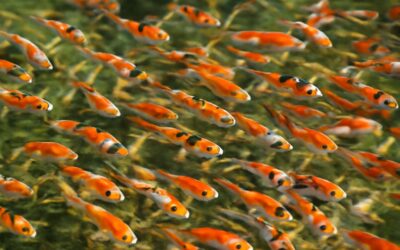 Nurturing koi fish babies: expert tips for thriving tiny koi in your pond