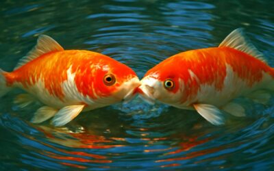 koi fish kissing: a tranquil burst of color and whimsy in a garden pond