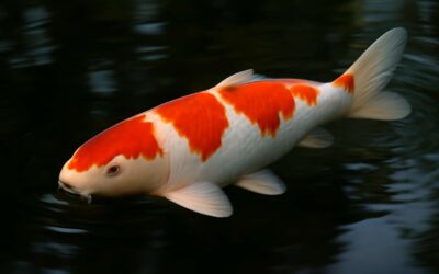 what koi fish are expensive: uncovering why some koi fetch six-figure prices