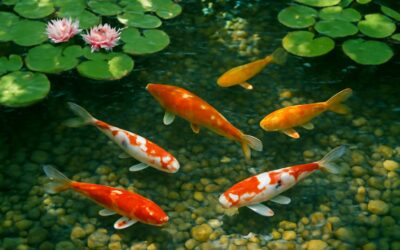 Crystal Clear Koi Pond: how to keep koi pond crystal clear with simple steps