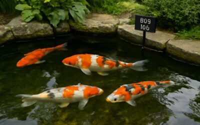 Stunning Koi Deals: koi fish for sale uk price and Premium Pond Beauties