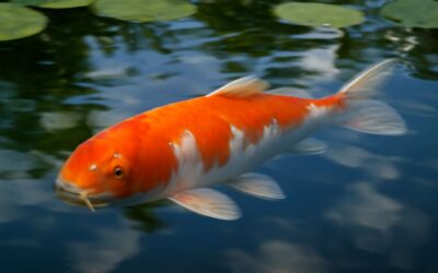 Unlock the Symbolism of koi fish colors meaning and what every hue means