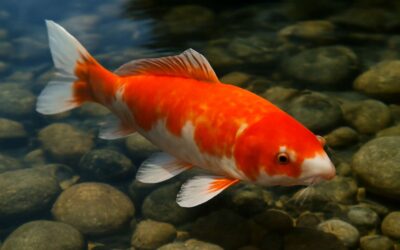The Ultimate Guide to cost for koi fish: budgeting tips for a stunning pond.