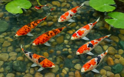 Discover koi fish for sale manchester: premium koi for your pond today