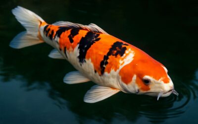 Record-Breaking Auction: koi fish 4 million dollars Stuns Collectors Worldwide.