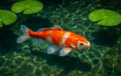 Captivating koi fish hd wallpaper to elevate your device with tranquil color.