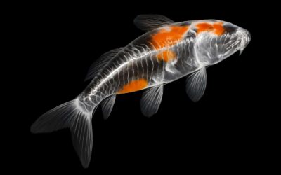 Diving into koi fish xray: Reveals Hidden Patterns and Health Clues