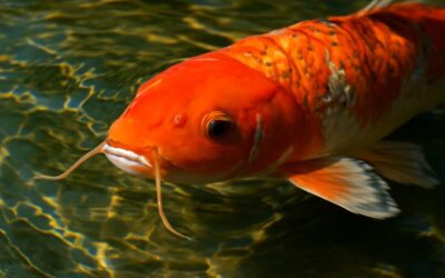 Unlock the Secrets of koi fish whiskers: What Their Whiskers Reveal About Health
